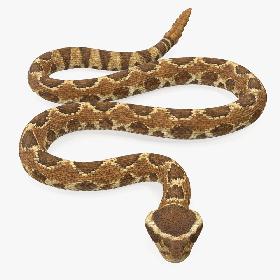 Light Rattlesnake Crawling Pose 3D model